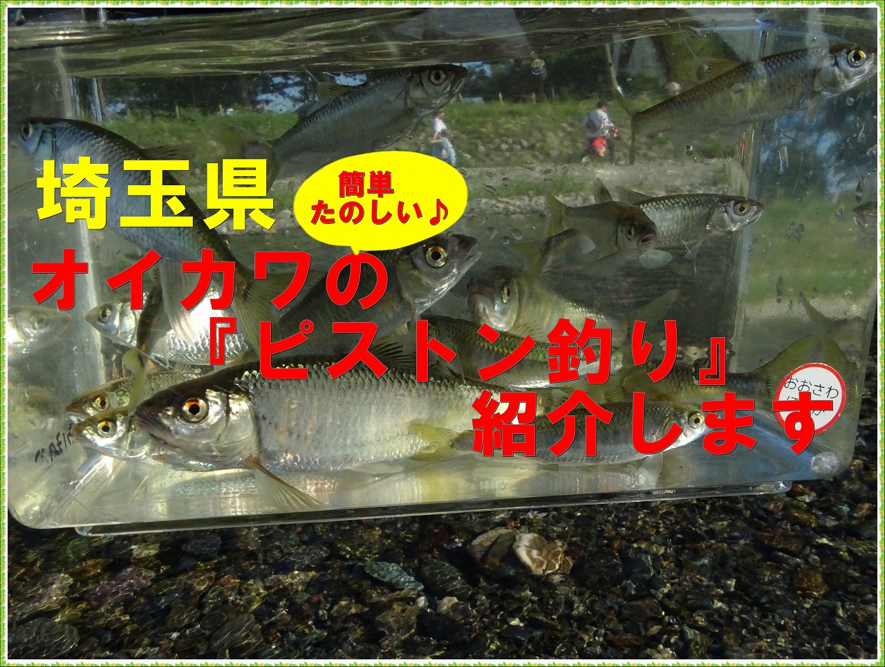釣り初心者におすすめ 埼玉県オイカワのピストン釣りを紹介 フィッシング０３８ブログ