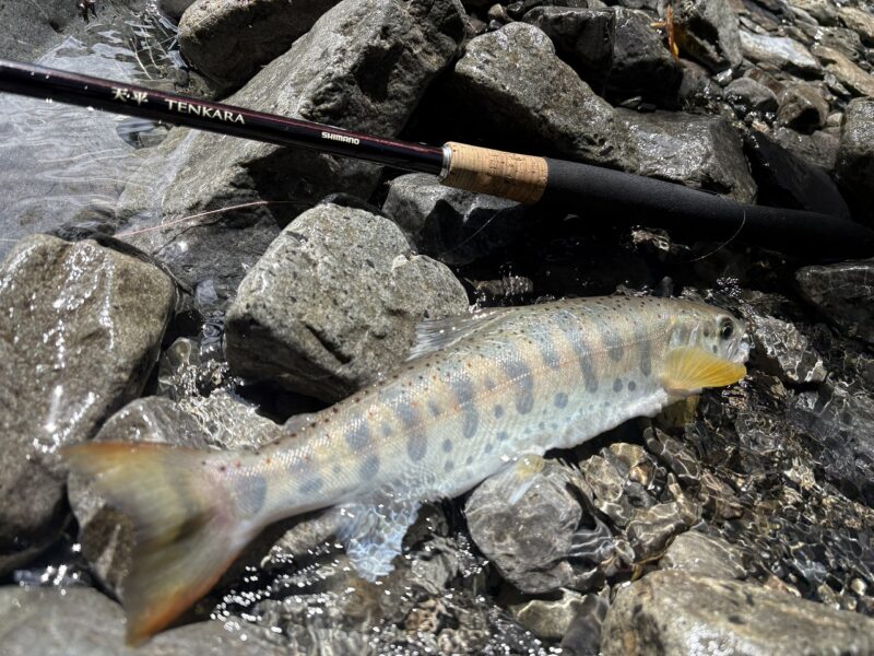 天平テンカラ 尺アマゴ